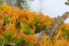 Yellowstone-2011-6460
