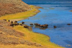 Yellowstone-2011-8710