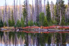 Yellowstone-2011-8725